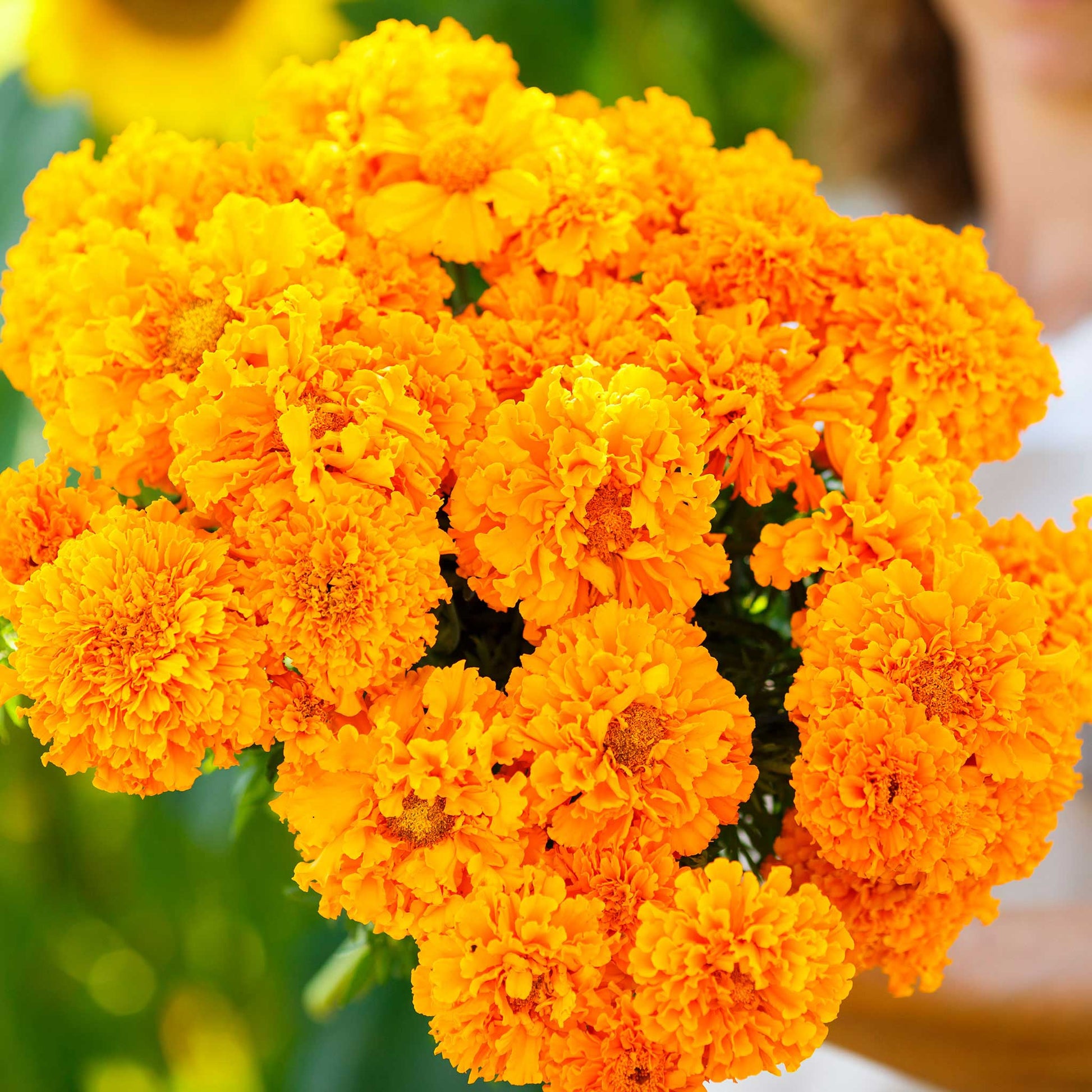 African marigold hawaii bright orange and yellow bloom with green leaves in soft focus.