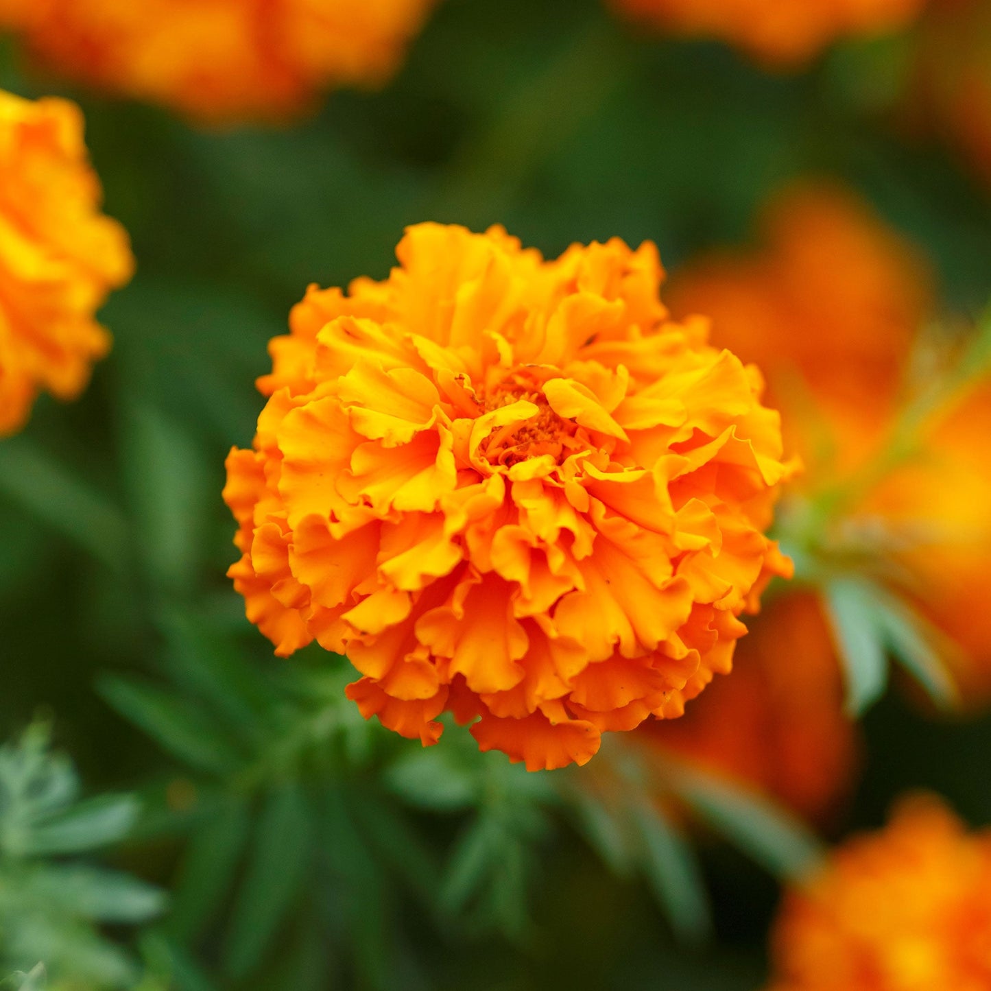African marigold hawaii bold orange ruffled blooms in a dense garden with green foliage.