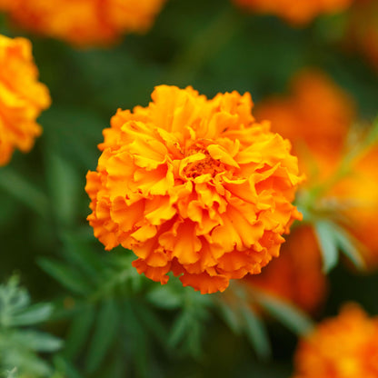 African marigold hawaii bold orange ruffled blooms in a dense garden with green foliage.