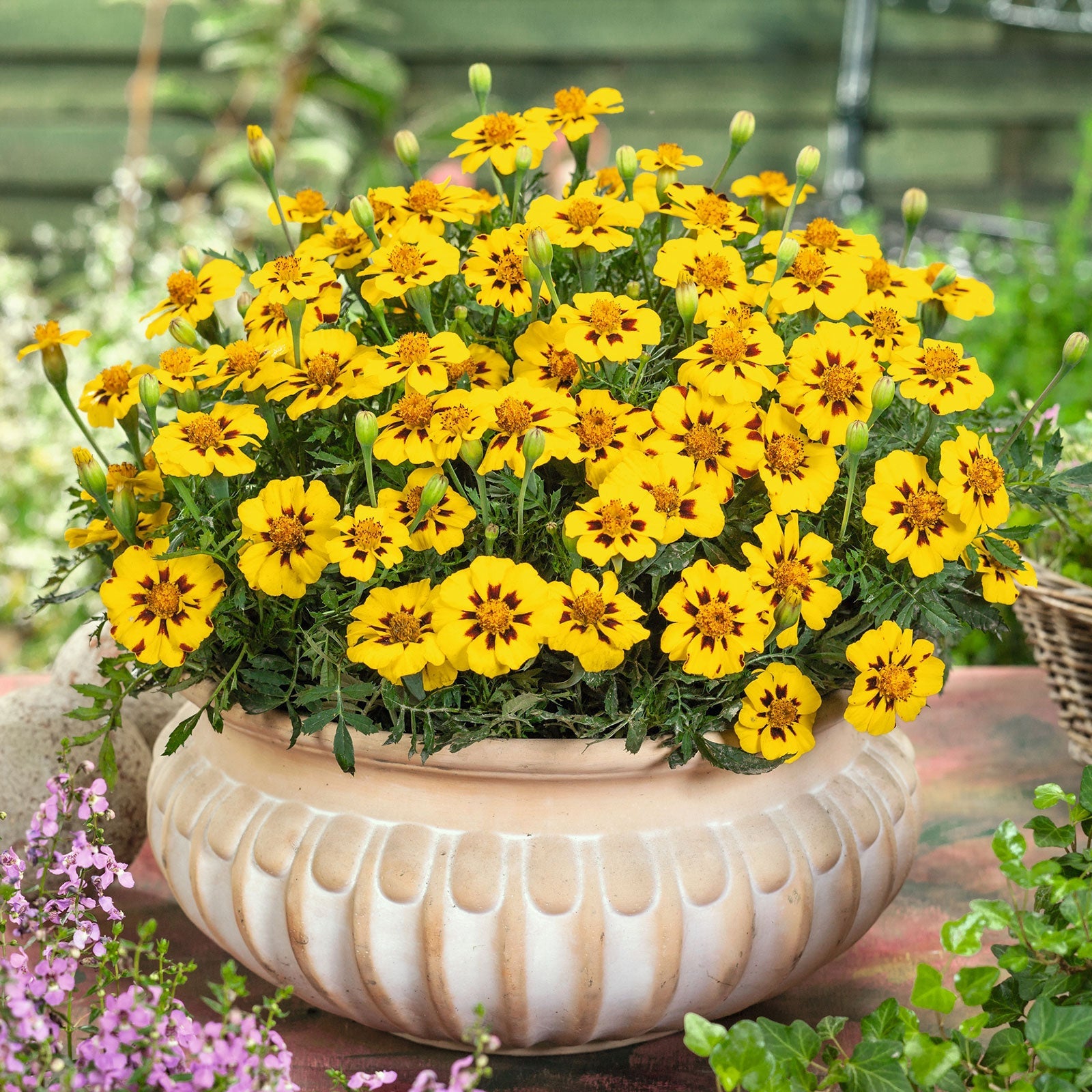 French marigold legion honor single orange bloom with a dark center on a blurred backdrop.