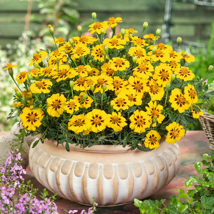 French marigold legion honor single orange bloom with a dark center on a blurred backdrop.