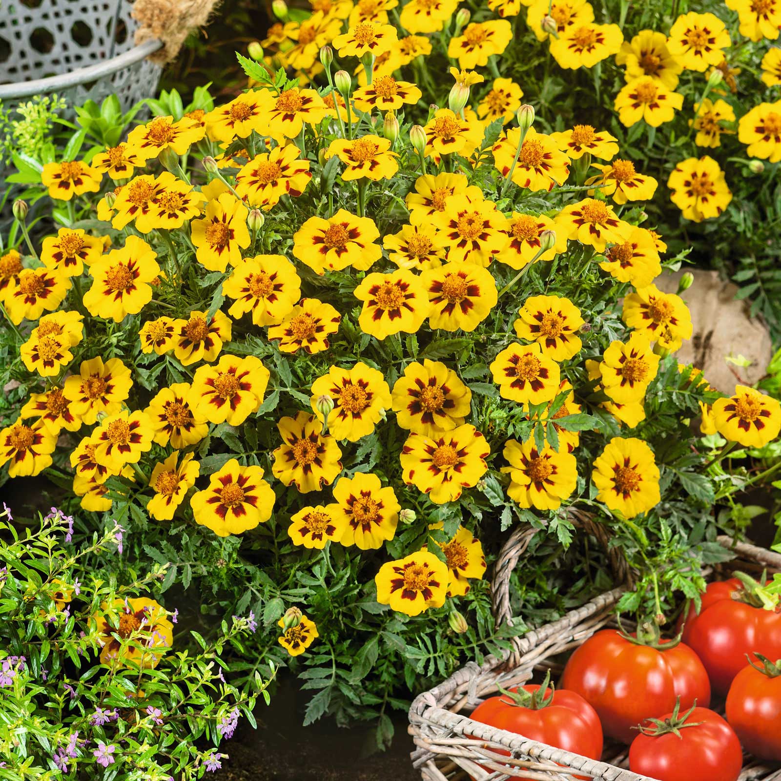 French marigold legion honor single orange bloom with a dark center against a green backdrop.