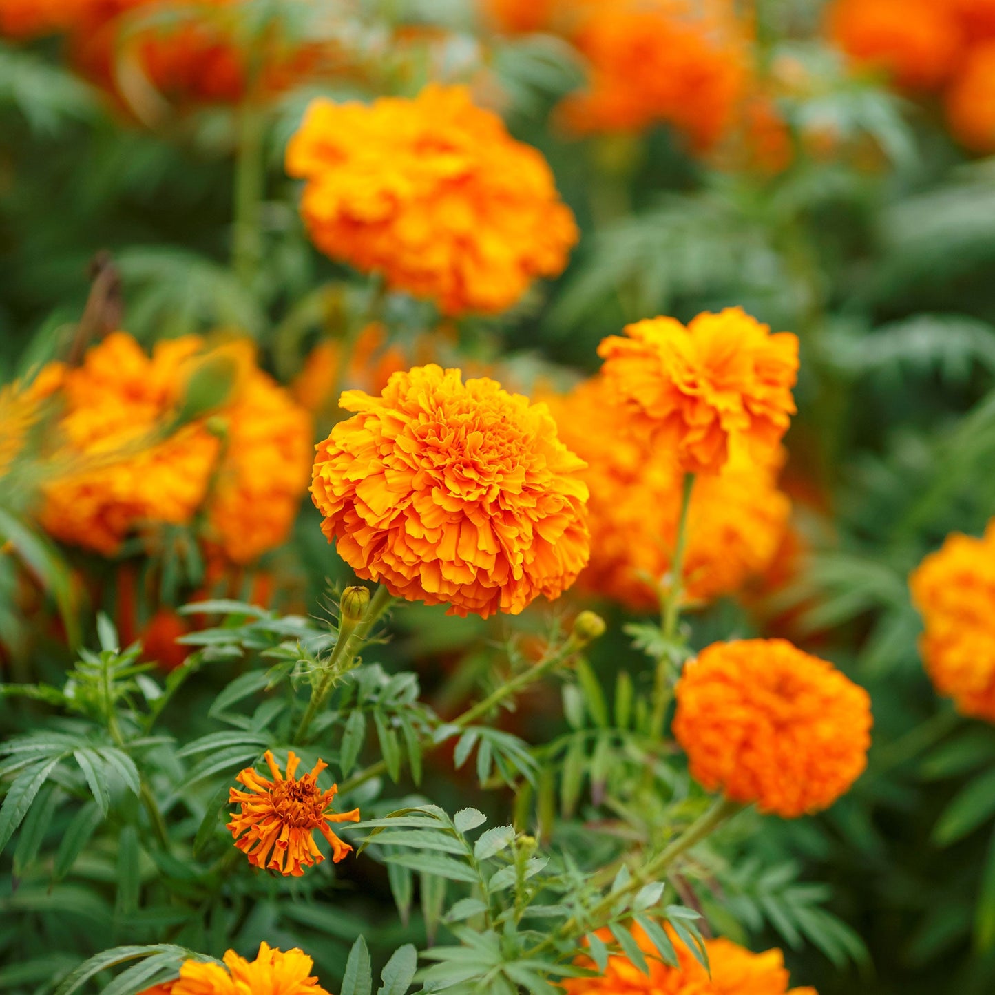 This image shows a close-up of a vibrant Mandarin marigold flower with ruffled petals and a green stem.
