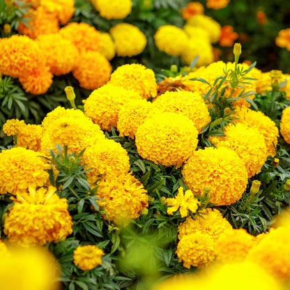 African marigold mary helen bright yellow blooms with dark centers and green foliage.