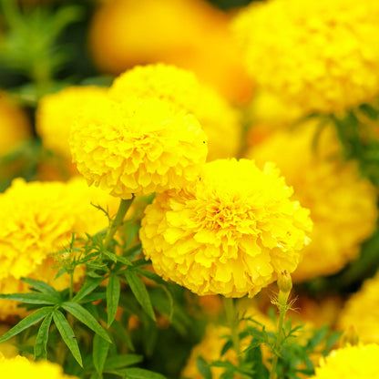 African marigold mary helen vibrant orange and yellow bloom on a soft blurred green backdrop.