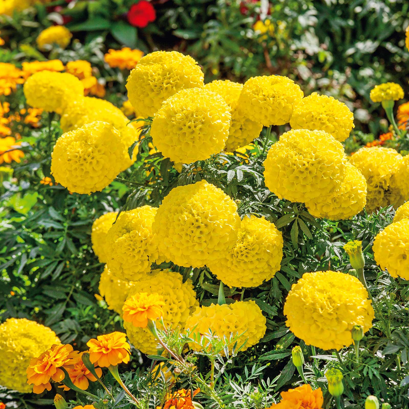 African marigold mary helen orange and yellow bloom with lush green leaves in the background.
