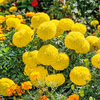 African marigold mary helen orange and yellow bloom with lush green leaves in the background.