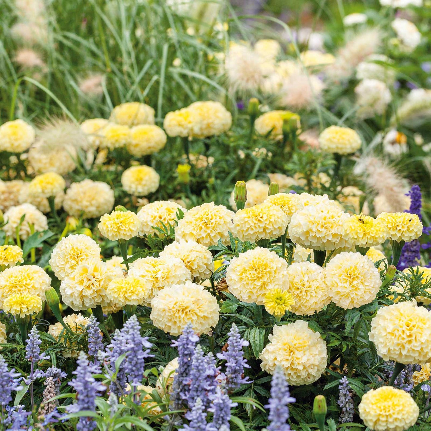 Moonlight african marigold bright yellow bloom with green foliage on a blurred backdrop.