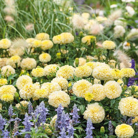 Moonlight african marigold bright yellow bloom with green foliage on a blurred backdrop.