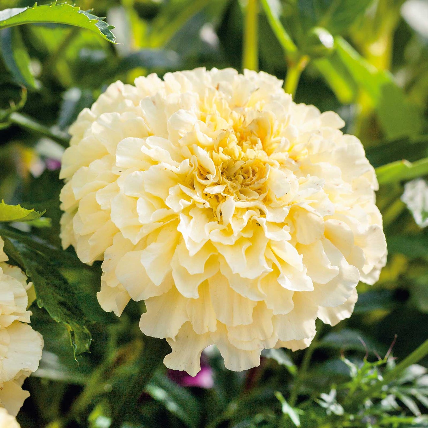 Moonlight african marigold large pale yellow blooms in a cluster with green foliage.