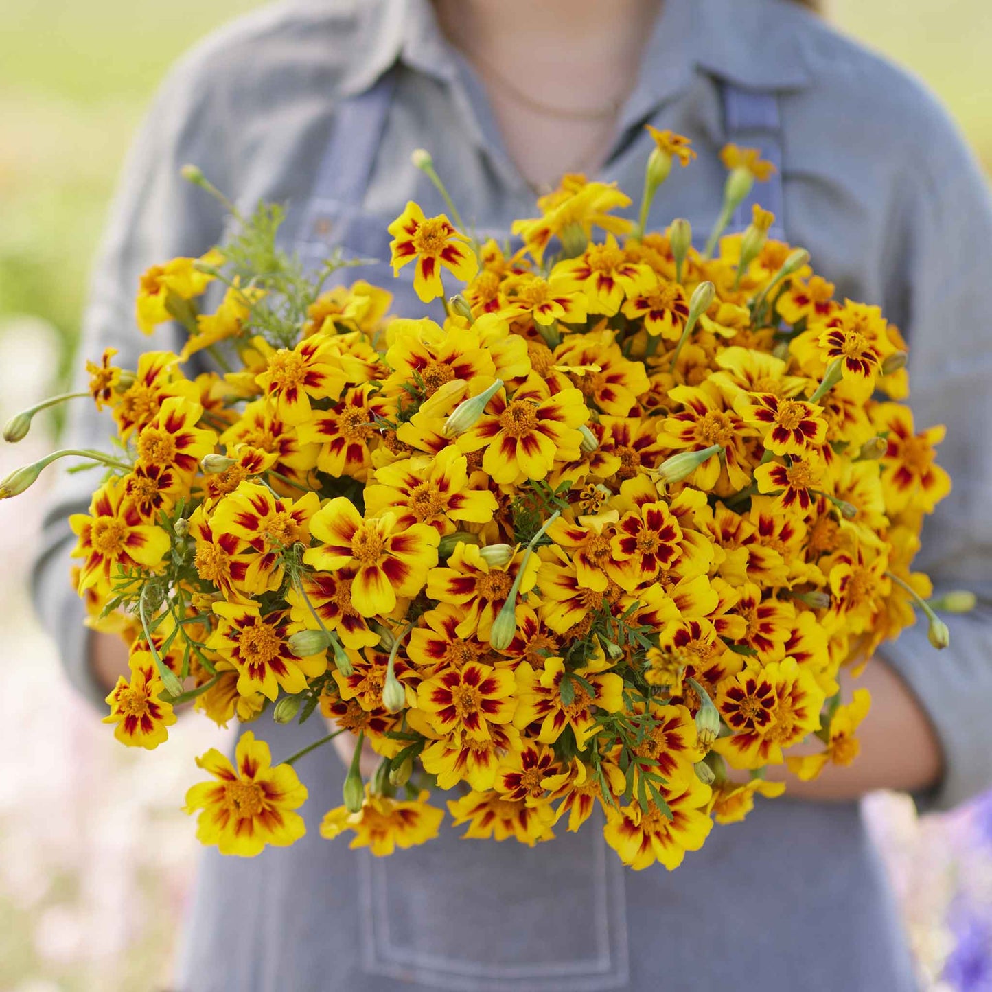 Marigold naughty marietta bright orange and yellow blooms with lush green leaves.