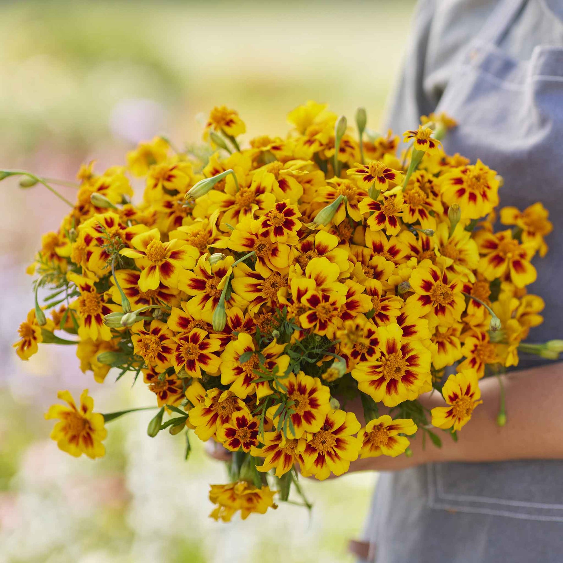 Marigold naughty marietta orange and yellow blooms with green foliage in a garden setting.