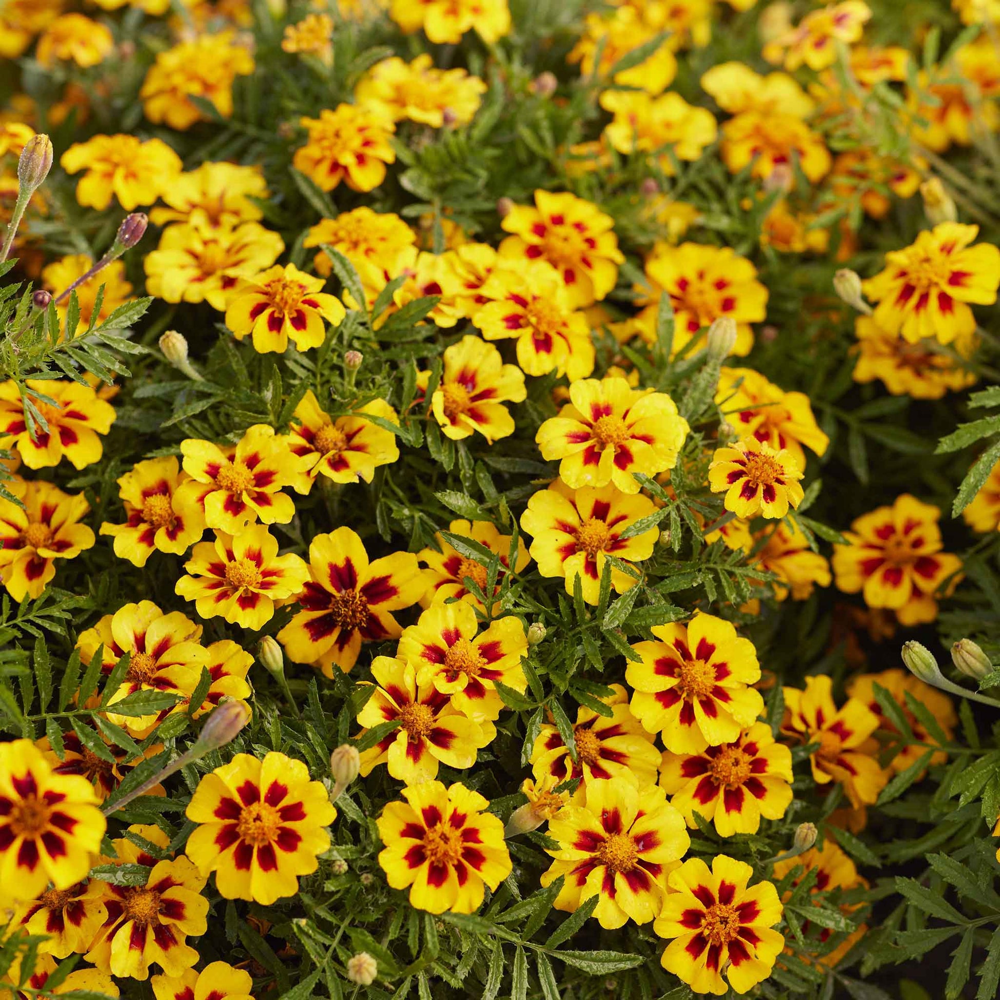 Marigold naughty marietta orange blooms with green foliage in a sunny garden border.