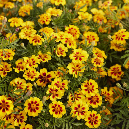 Marigold naughty marietta orange blooms with green foliage in a sunny garden border.