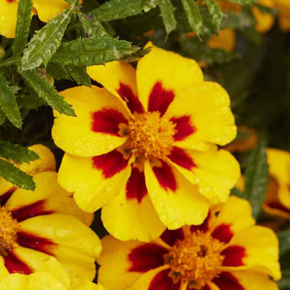 Marigold naughty marietta vibrant orange and yellow bloom with a dark center on a green backdrop.