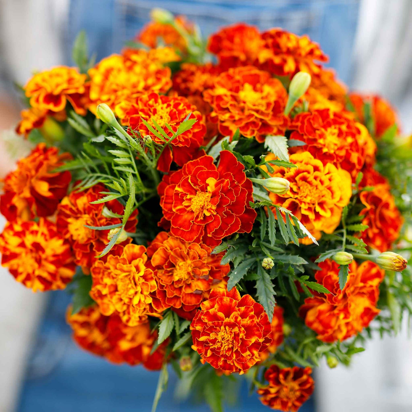 Marigold organic sparky mix bright orange blooms densely packed in a sunny garden border.