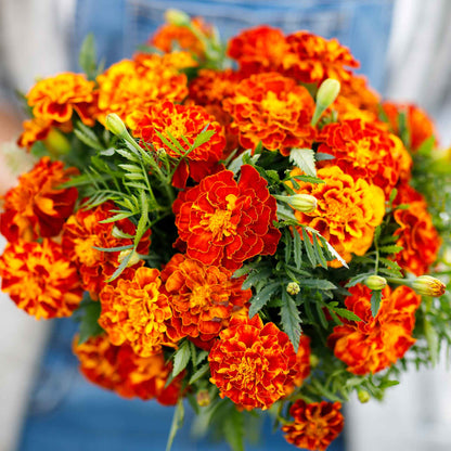 Marigold organic sparky mix bright orange blooms densely packed in a sunny garden border.