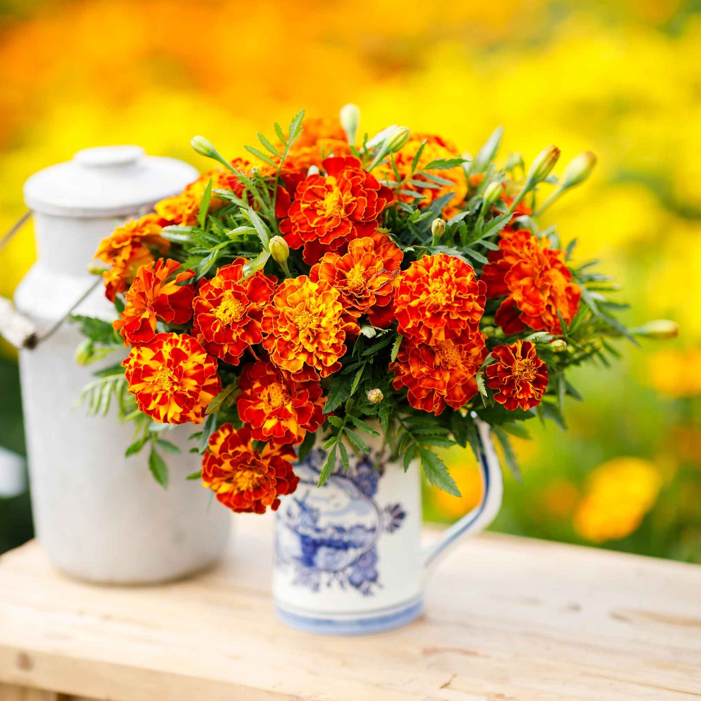 Marigold organic sparky mix orange and red blooms in a pot with green foliage.