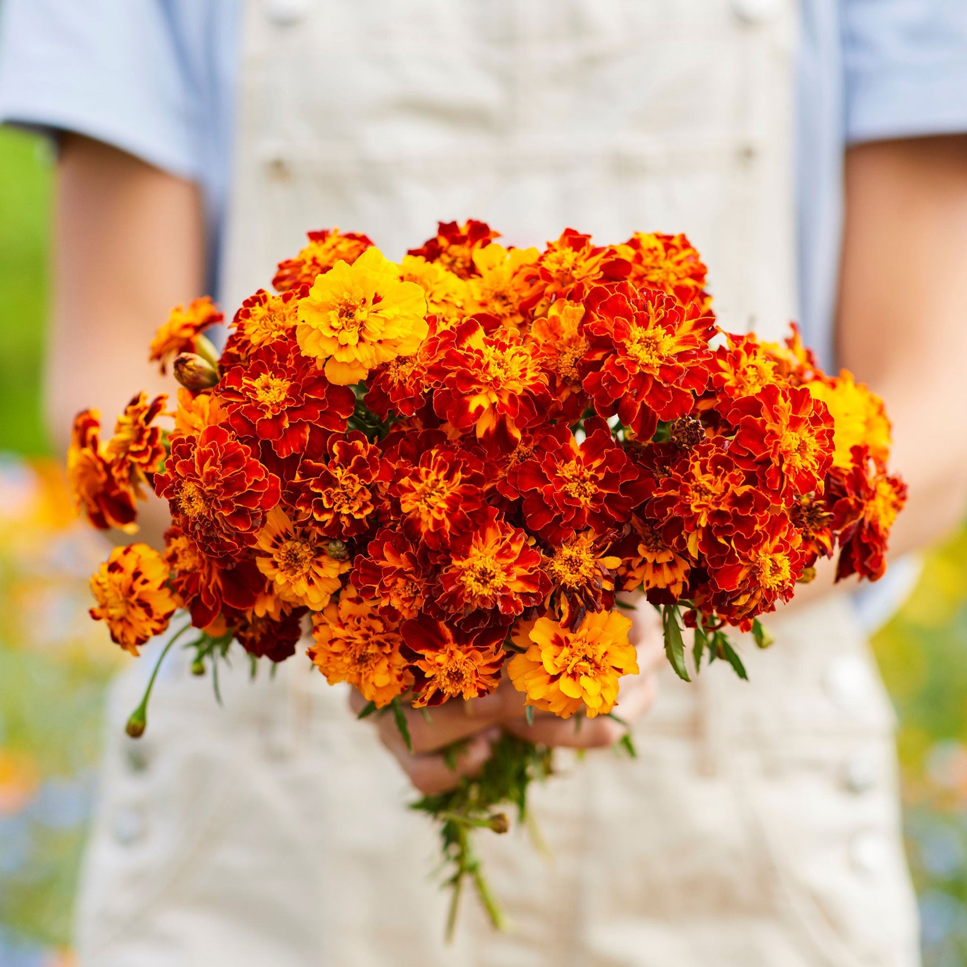 Panther french marigold vibrant yellow and orange ruffled petals on a blurred green backdrop.