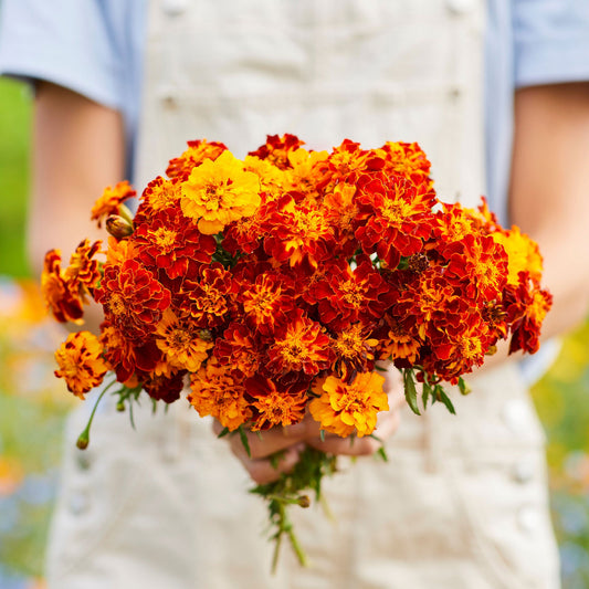 Panther french marigold vibrant yellow and orange ruffled petals on a blurred green backdrop.