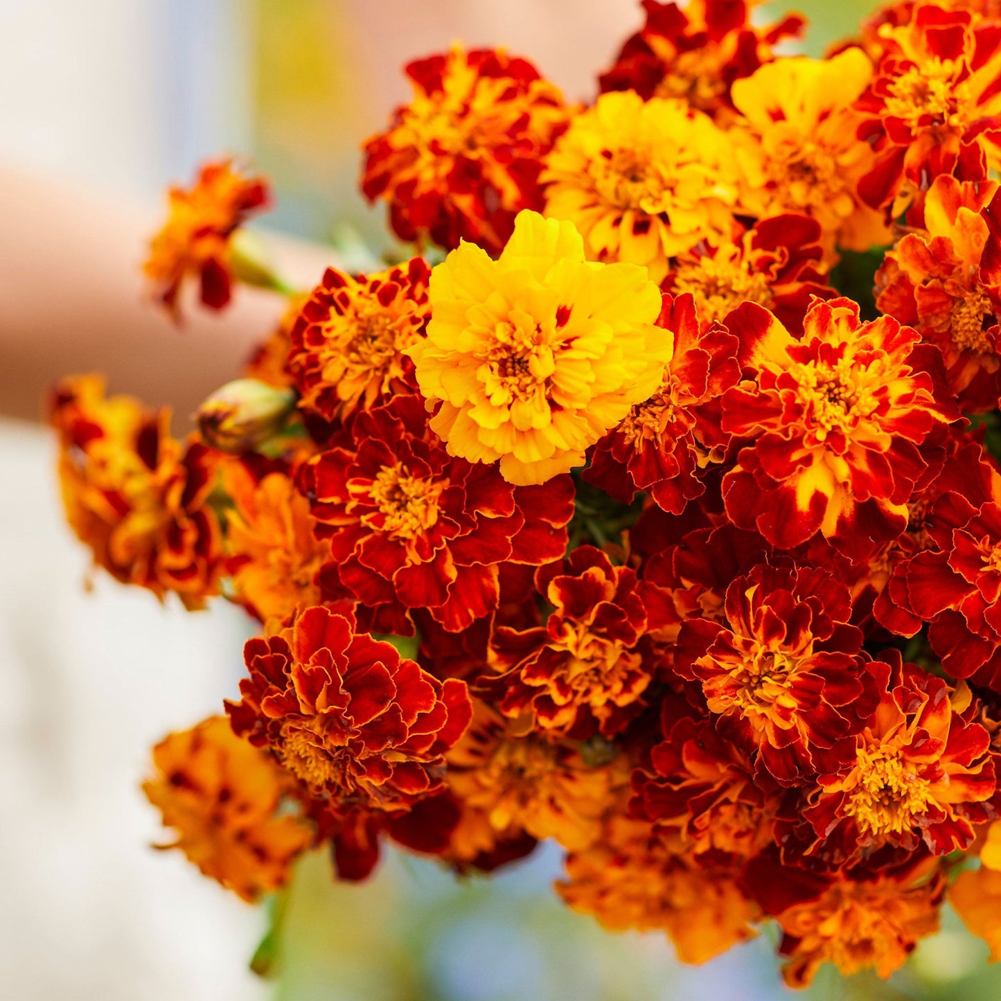 Panther french marigold rich red bloom with a golden-yellow center on a dark backdrop.