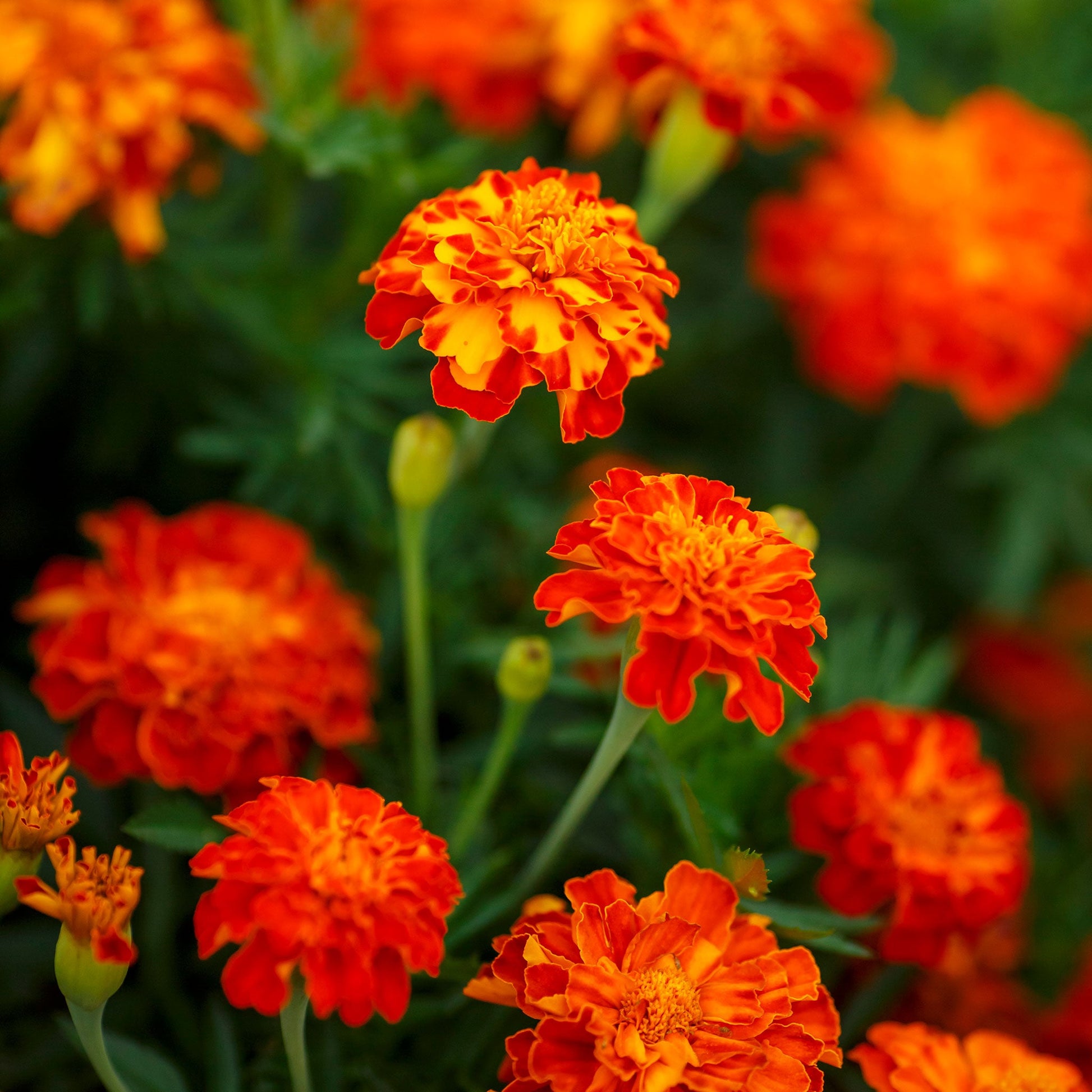 Panther french marigold vibrant orange and yellow bloom with dark centers in a garden.
