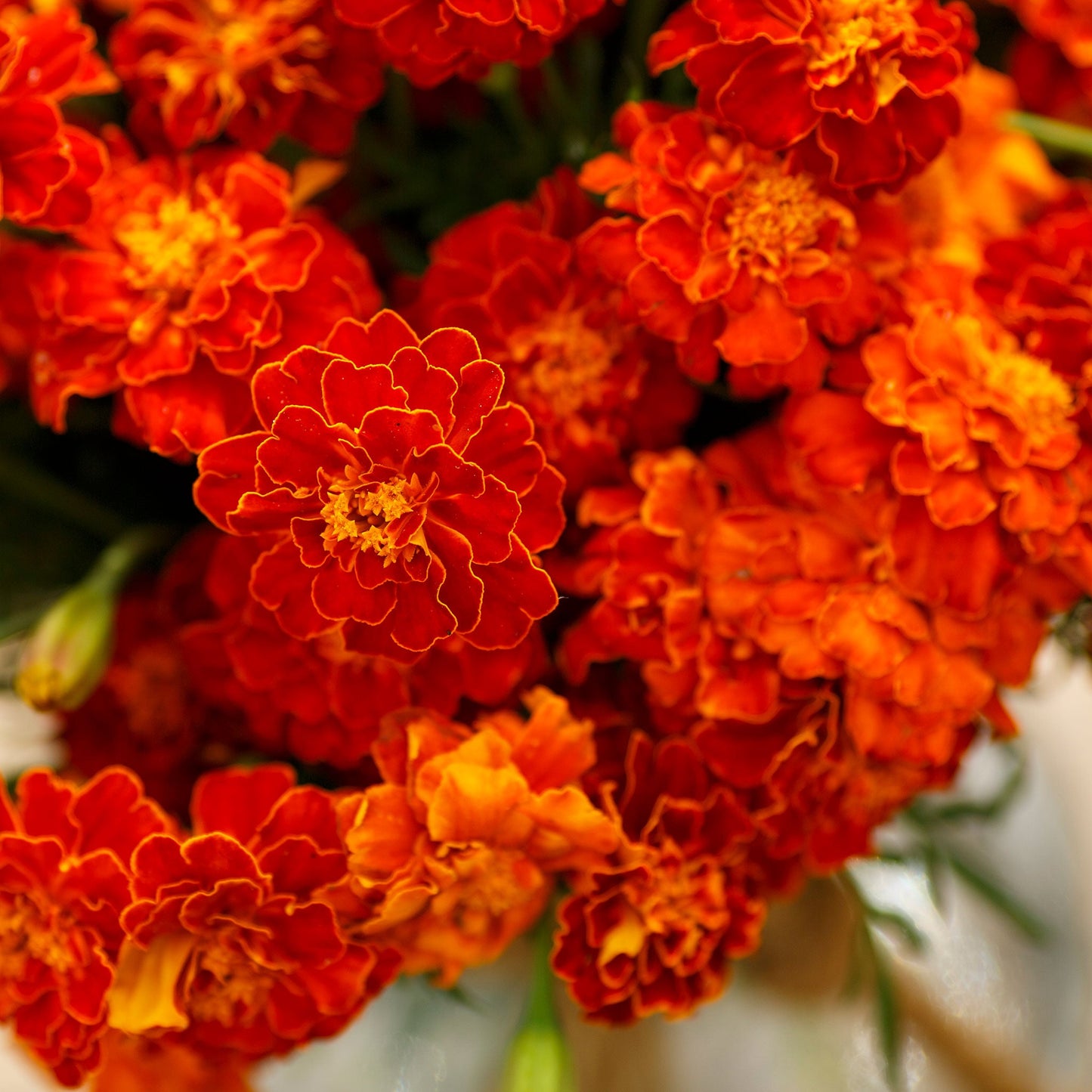 Red cherry french marigold vivid red and yellow bloom with green leaves in soft focus.