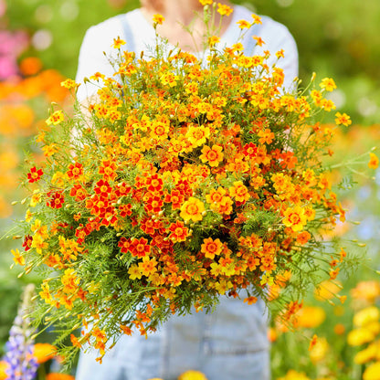 Marigold starfire mix overhead view of red, orange and yellow blooms in full flower.