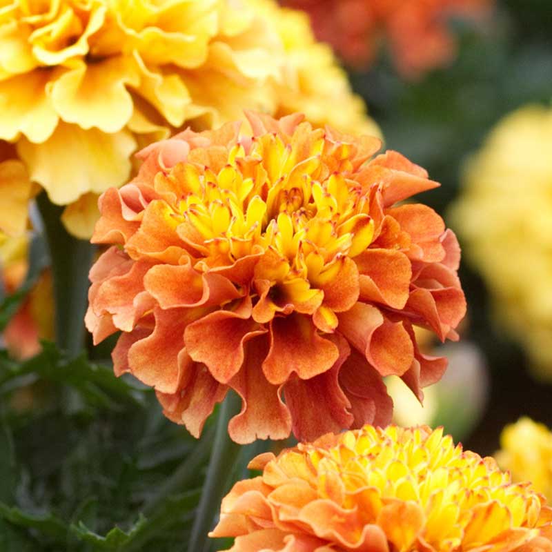 Marigold strawberry blonde orange ruffled blooms with green foliage in a sunny garden.
