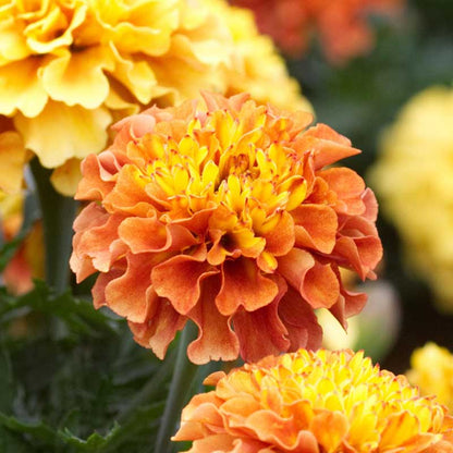 Marigold strawberry blonde orange ruffled blooms with green foliage in a sunny garden.