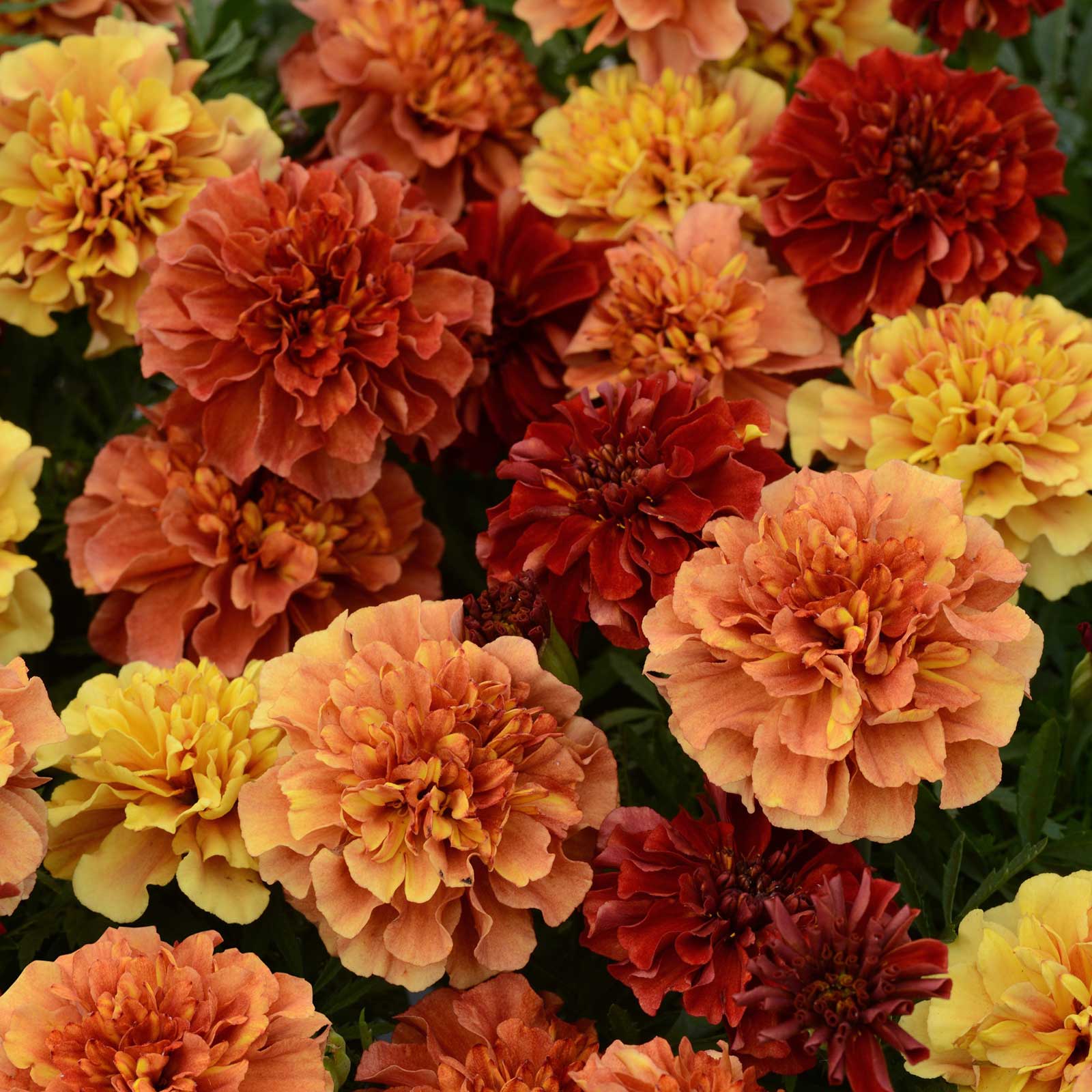Marigold strawberry blonde soft pink-orange bloom with yellow outer petals on a blurred backdrop.
