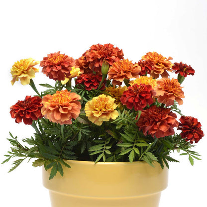 Marigold strawberry blonde pink-orange center with yellow outer petals on a plain backdrop.