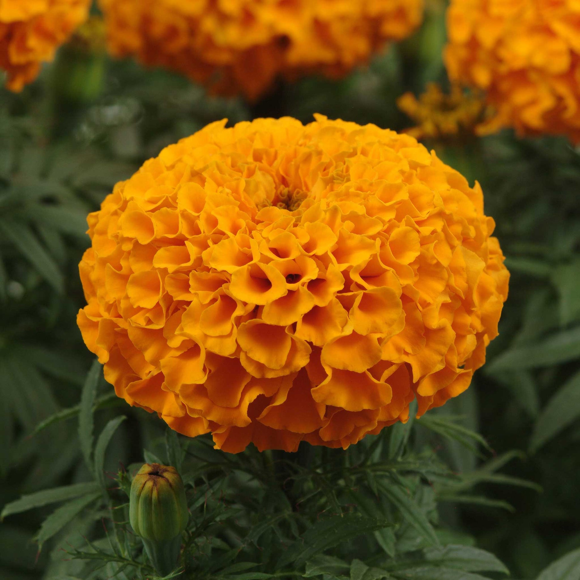  Marigold taishan orange large bold orange bloom with ruffled petals on a plain backdrop.
