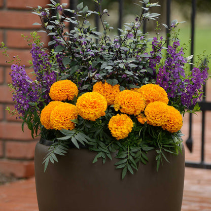 Marigold taishan orange bright orange blooms in a dense cluster with green foliage.