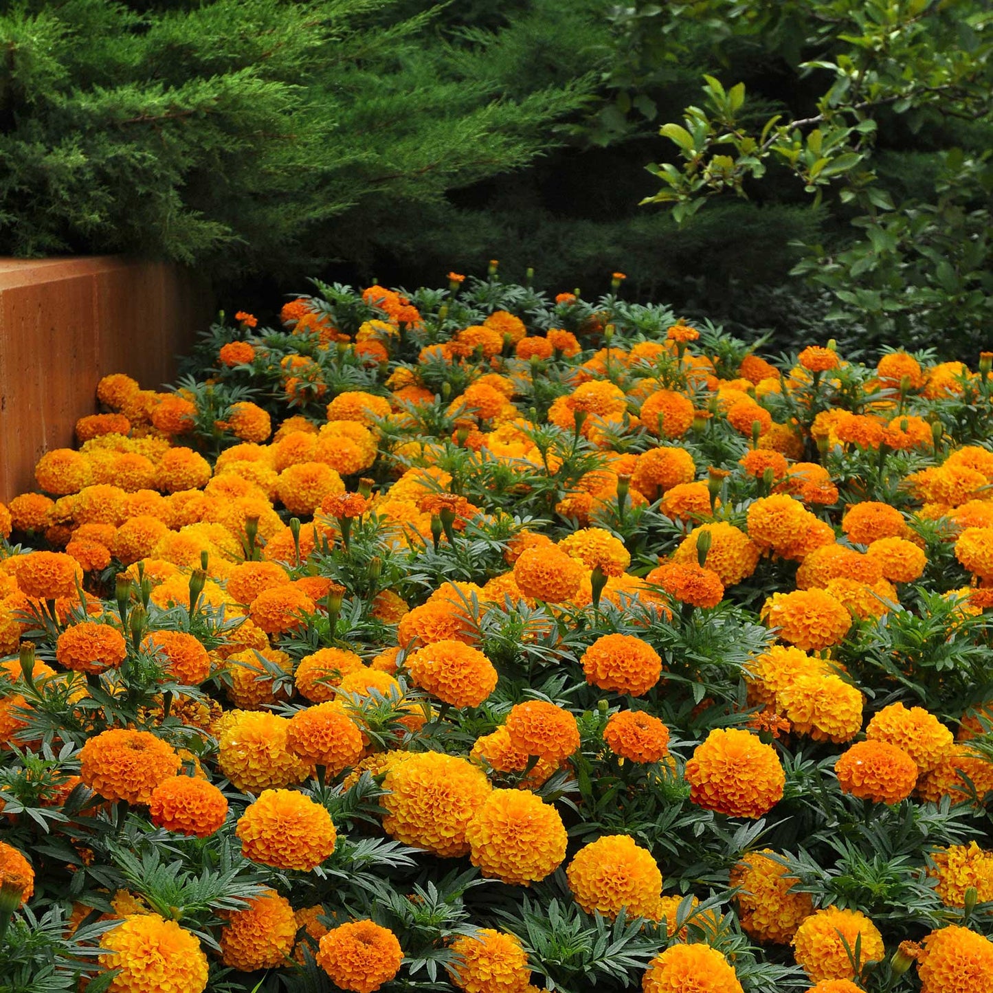 Marigold taishan orange vivid deep orange and yellow bloom in close-up detail.