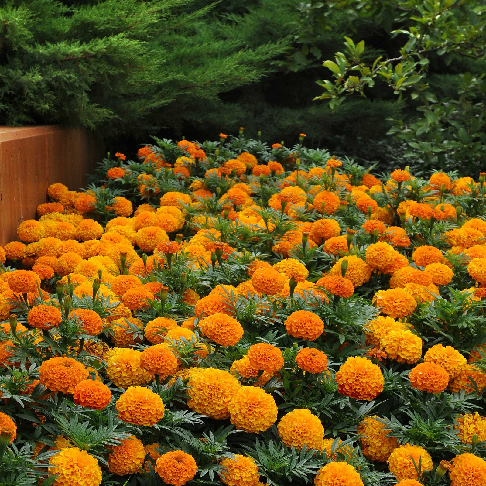 Marigold taishan orange vivid deep orange and yellow bloom in close-up detail.