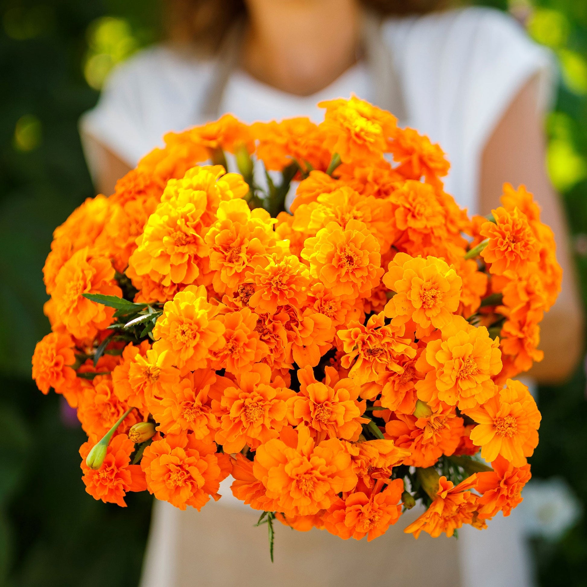 French marigold tangerine vibrant orange ruffled bloom with a green stem on a plain backdrop.