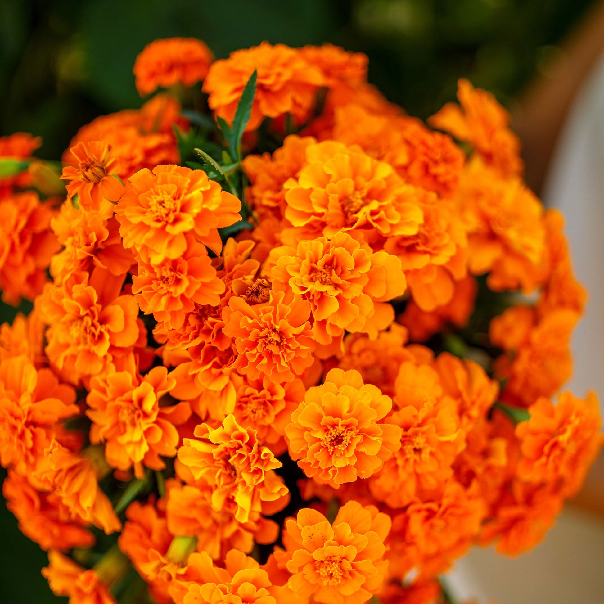 French marigold tangerine fully bloomed orange flower with lush green foliage in the background.