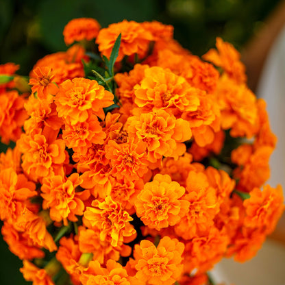 French marigold tangerine fully bloomed orange flower with lush green foliage in the background.