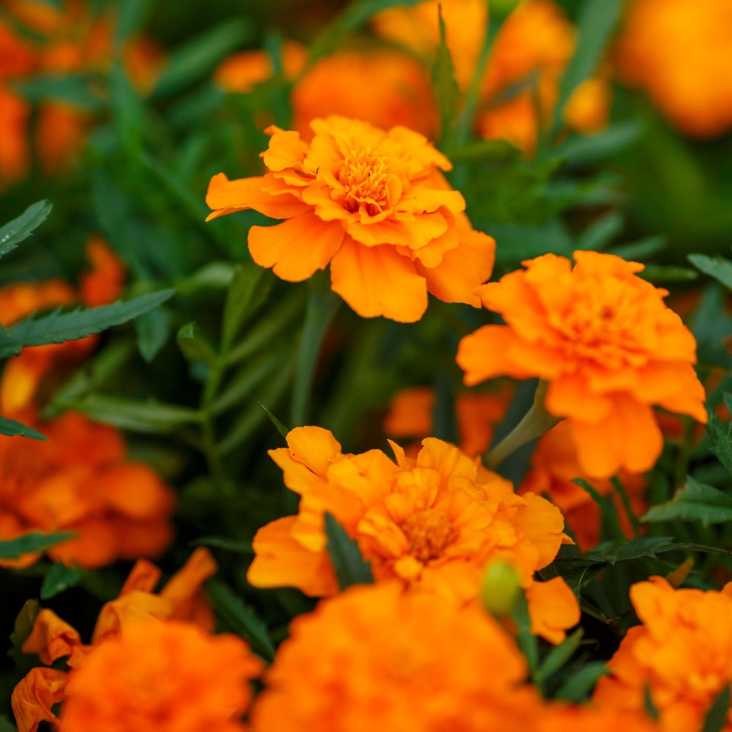 French marigold tangerine overhead view of a vibrant orange bloom on a plain backdrop.