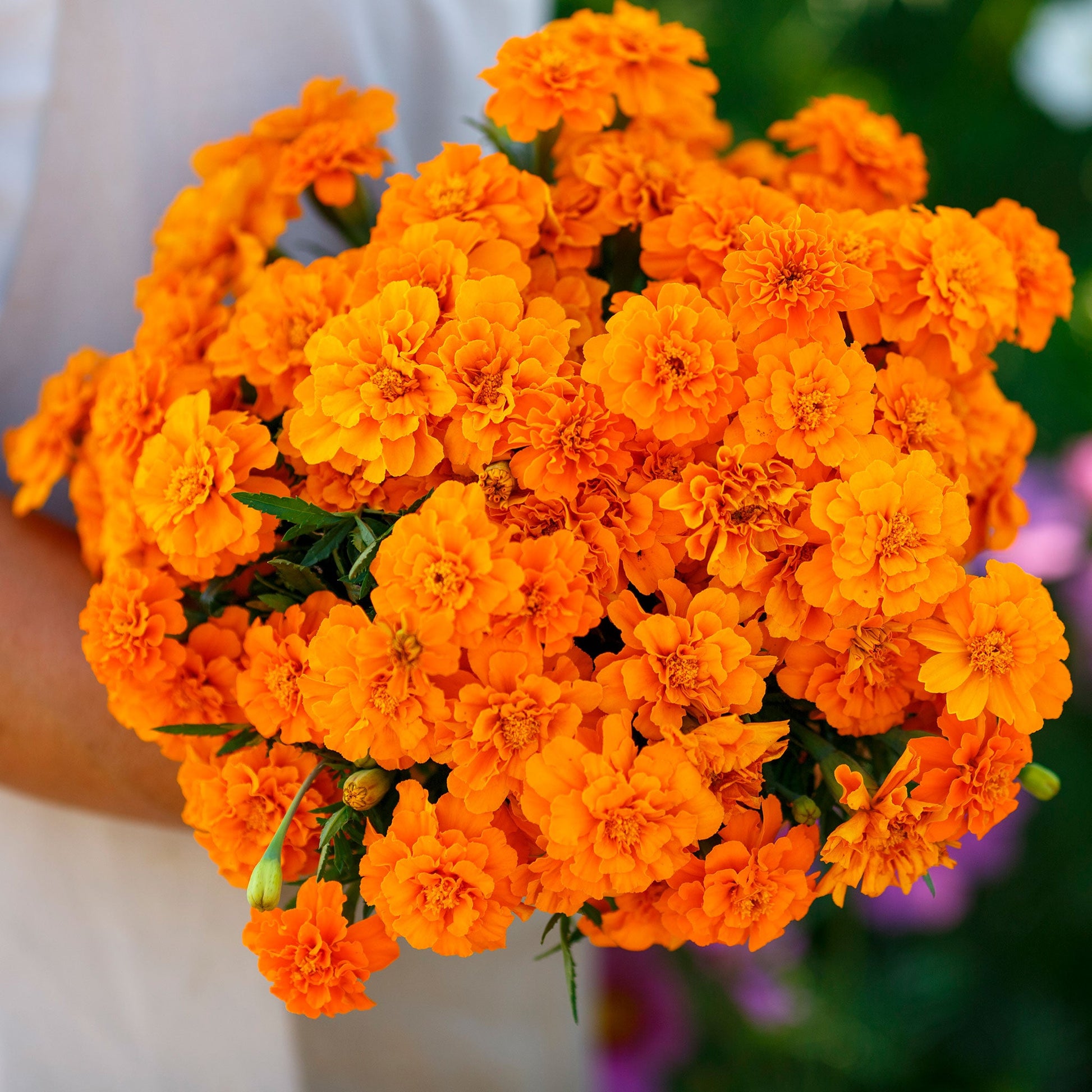 French marigold tangerine vibrant orange bloom with densely packed petals on a plain backdrop.