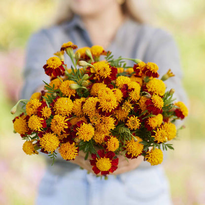 Marigold tiger eyes small yellow and orange blooms with green foliage in a garden setting.