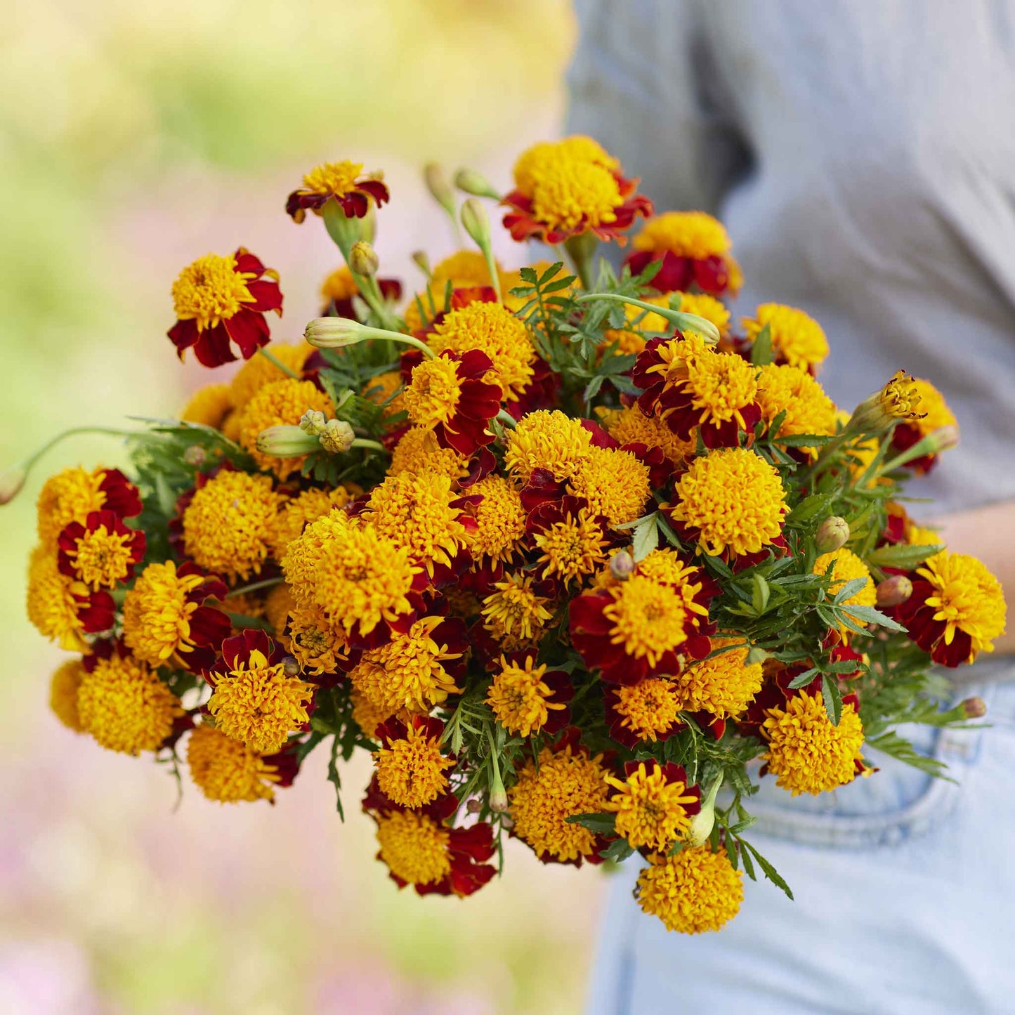 Marigold tiger eyes bright orange and yellow blooms with blurred green foliage in the background.