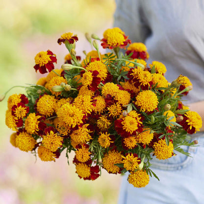 Marigold tiger eyes bright orange and yellow blooms with blurred green foliage in the background.