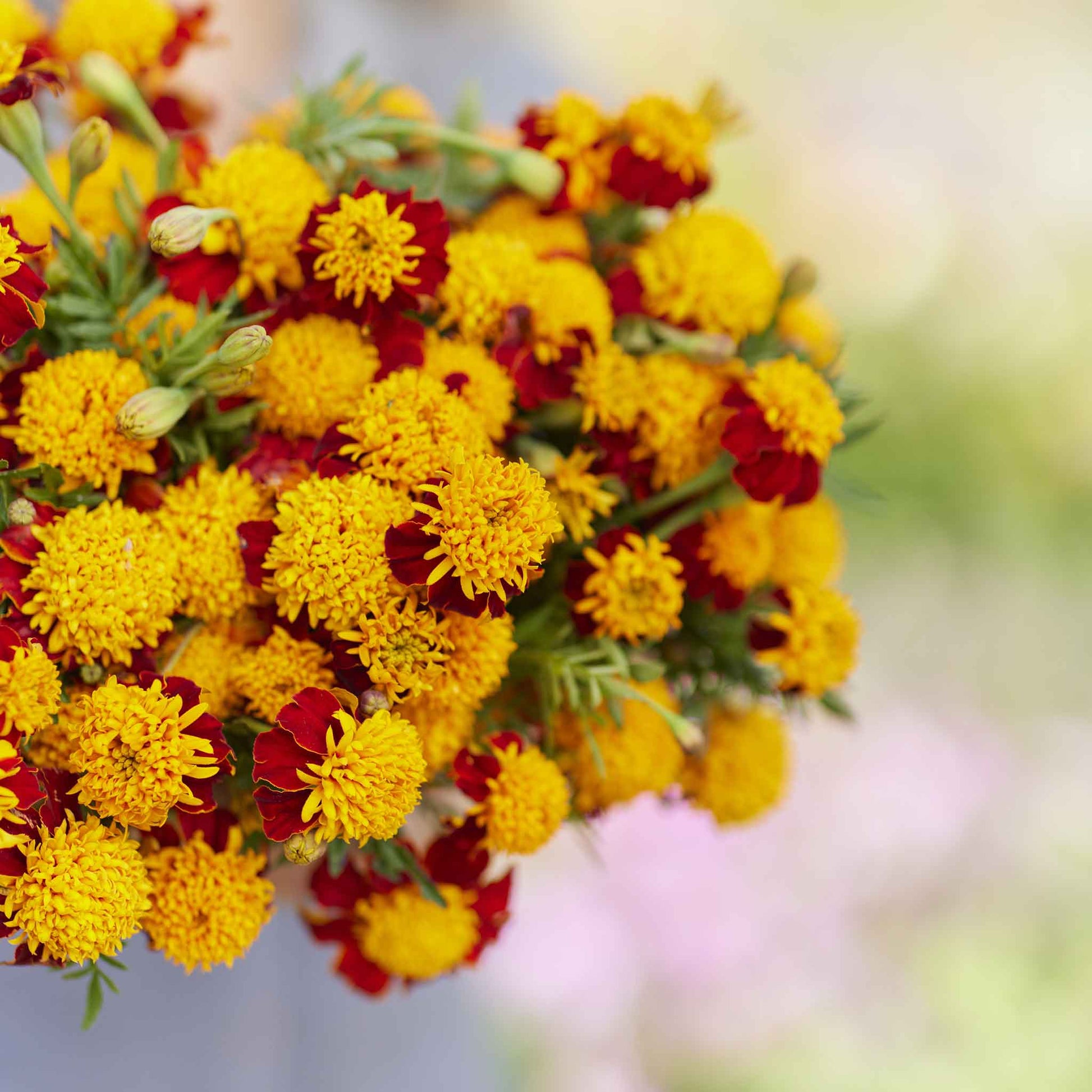 Marigold tiger eyes vibrant orange and yellow bloom with layered petals on a plain backdrop.