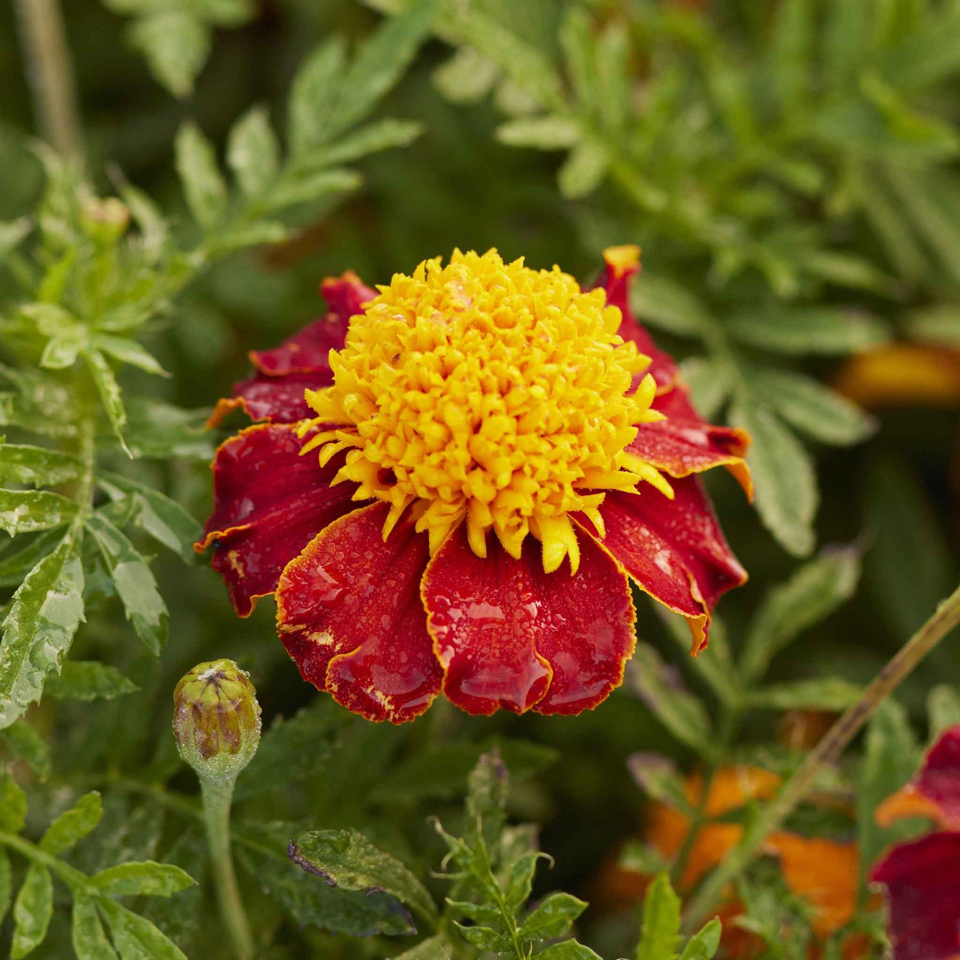 Marigold tiger eyes dark red petals with bright yellow-orange centers on a blurred backdrop.