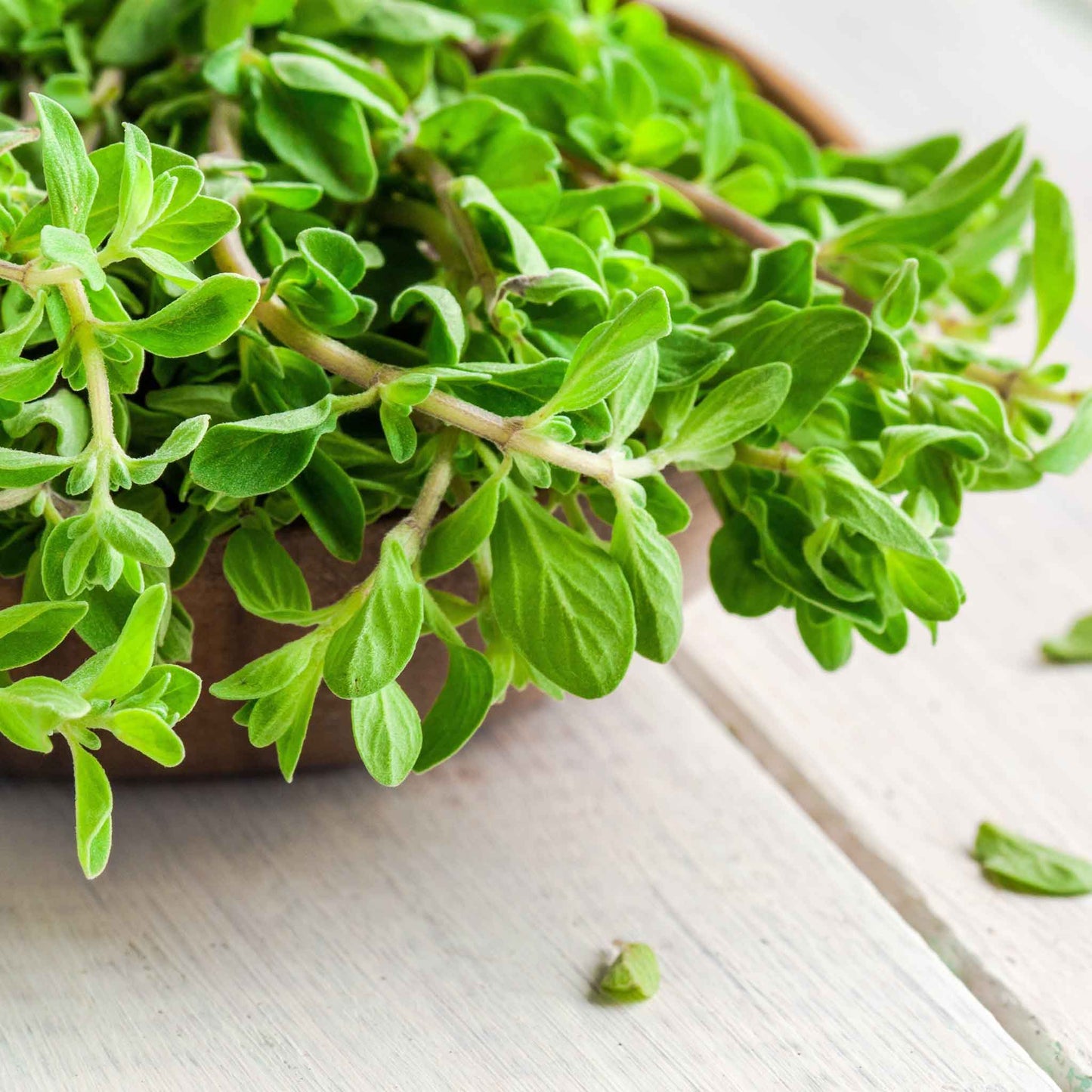 Vant green marjoram stems in a bowl showing delicate leaves.