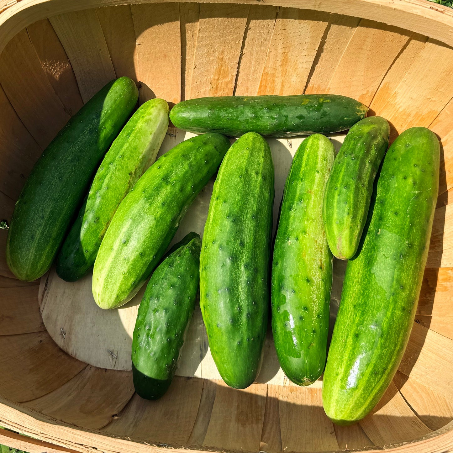 Marketmore 76 Cucumber