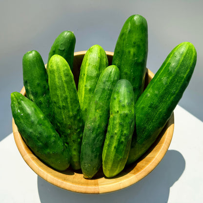 Marketmore 76 Cucumber