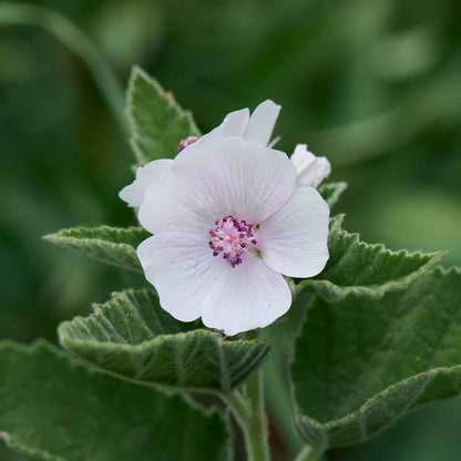 A close-up of a vibrant pink marshmallow flower blooming amongst green foliage.